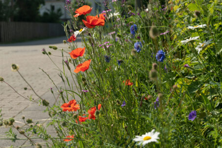 urban greening, nature in town, colorful mixture of wild summer meadow flowers on the roadside&hellip;